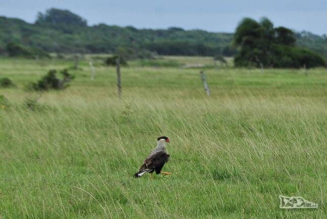 Ave de rapina no Parque Nacional da Lagoa do Peixe, no sul do Rio Grande do Sul, entre a Lagoa dos Patos e o Oceano Atlântico